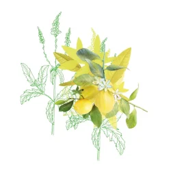 Exfoliant 98,7% Naturel Dynamisant Pour Le Corps - Verveine & Citron
