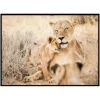 Toile imprimée Bianca 50x70cm Lionne et son lionceau